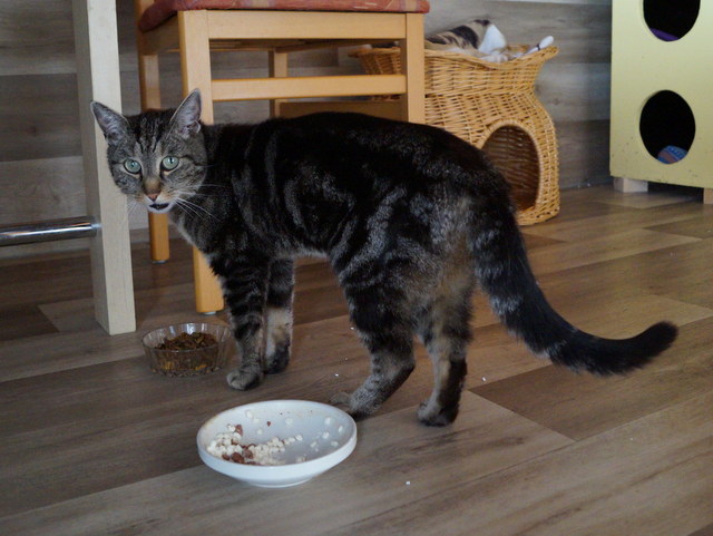 tier selb 0821 benni