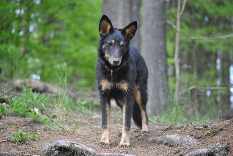tier selb 0821 frieda