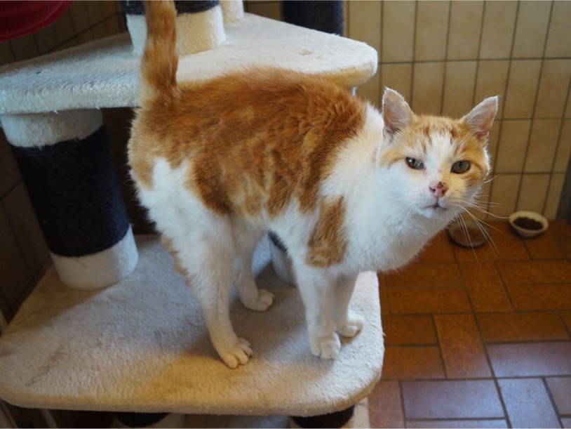 tier selb 0821 olaf