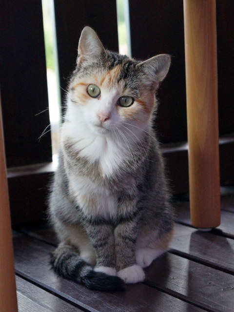 tier selb 0821 sharon