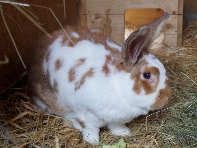 tier selb 0921 bunny