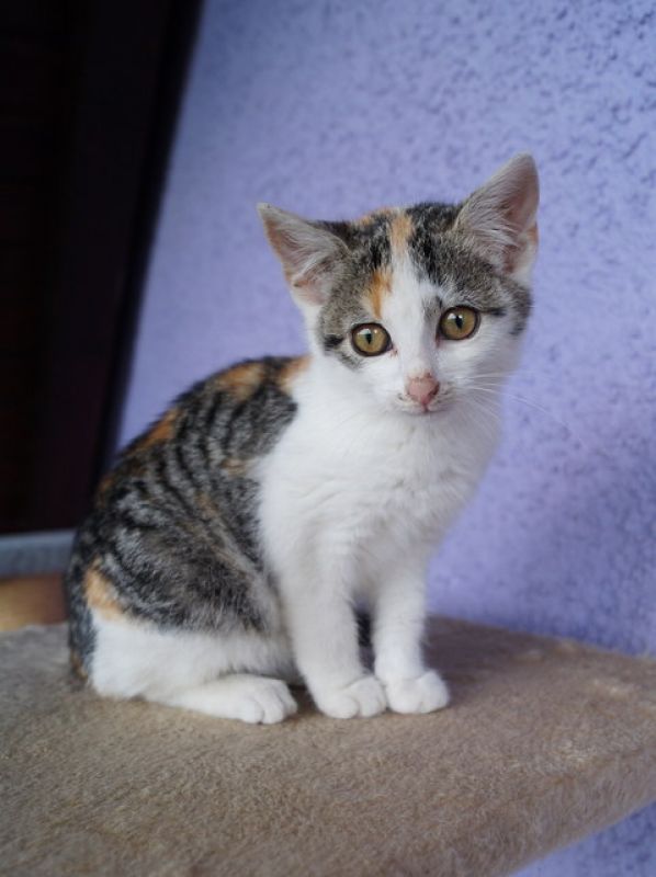 tier selb 0921 felix