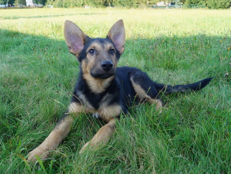 tier selb 0921 rufus