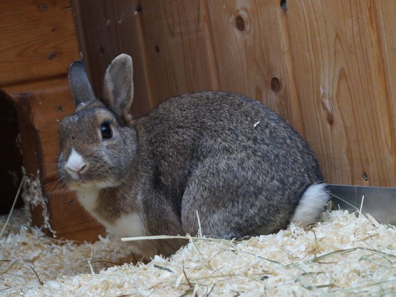 tier selb 1021 kaninchen