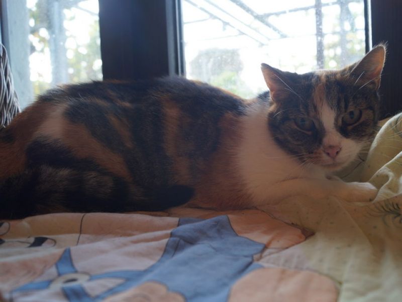 tier selb 1021 kitty