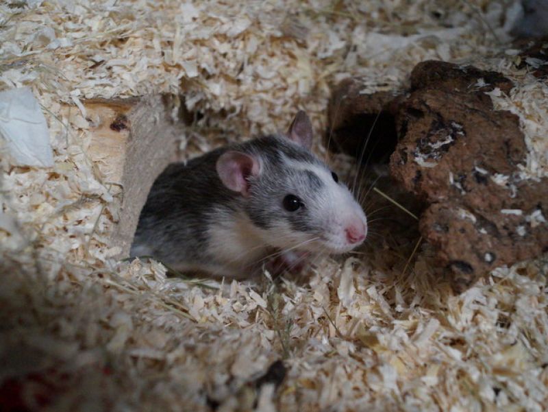 tier selb 1021 ratten