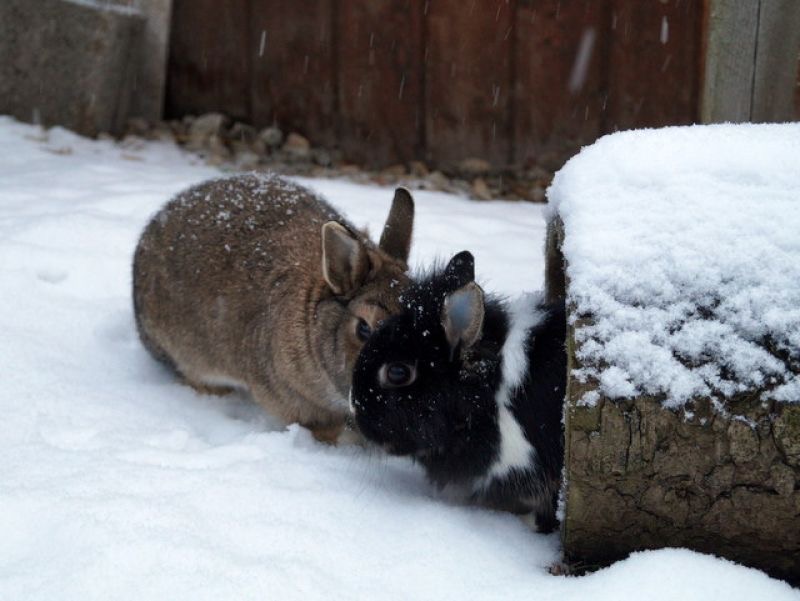 tier selb 1221 ludwig