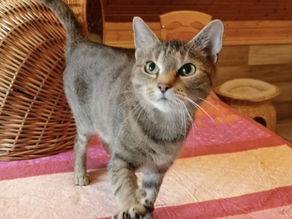 tier selb 1221 mania