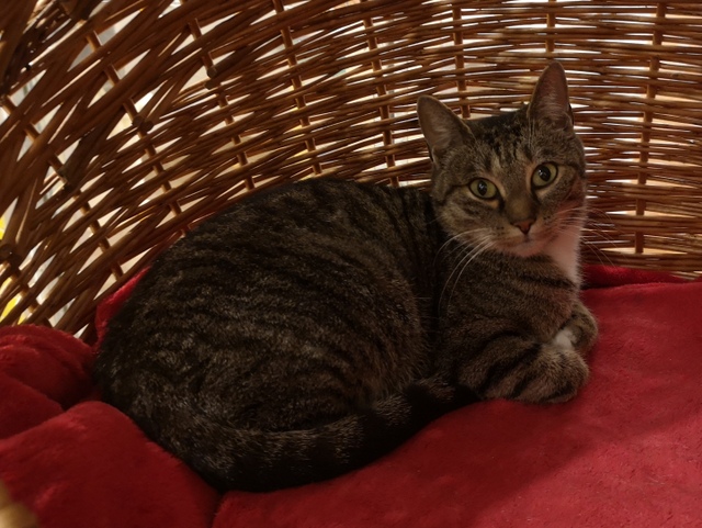 tier selb 1222 trudy