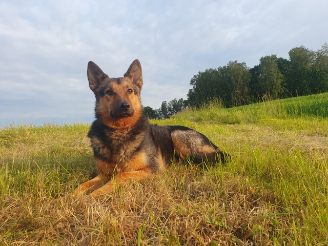 tier Selb 0824 lando