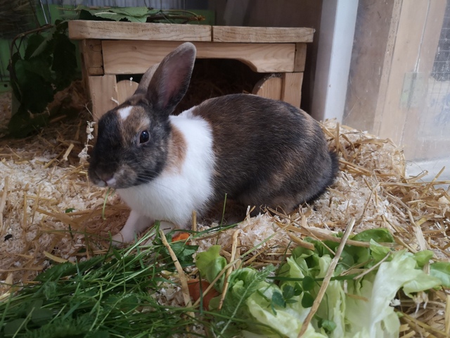tier selb 0724 lotte