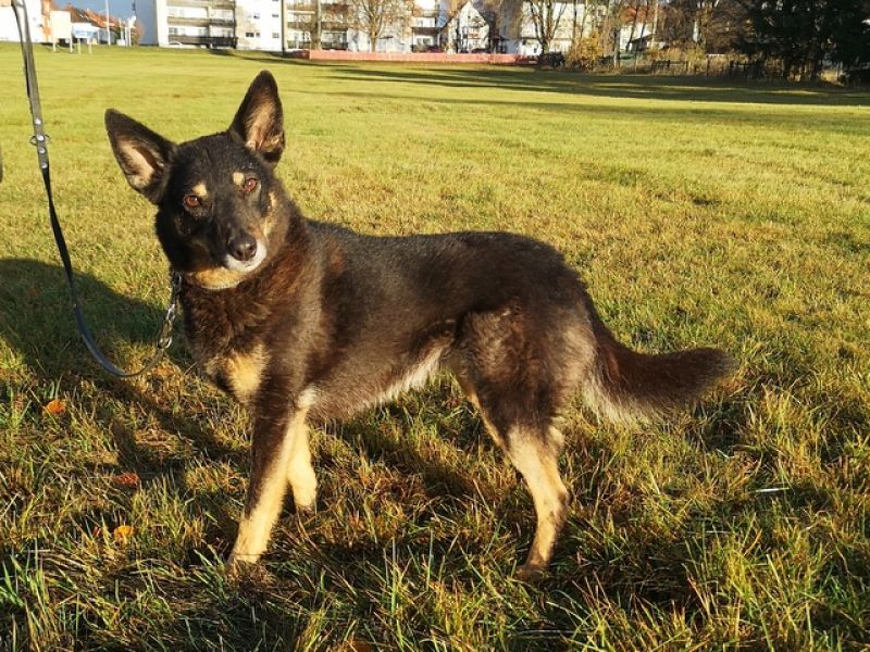 tier selb 1123 lexi