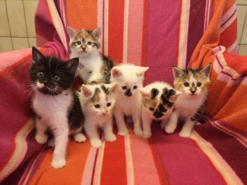 tier selb 1223 katzen