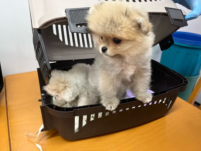 2 Welpen Box offen 002