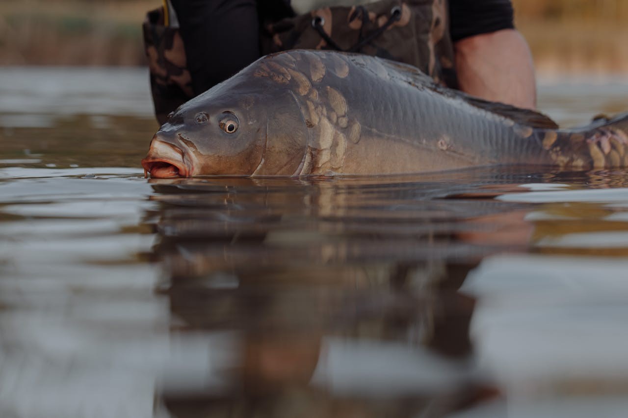fisch hochfranken