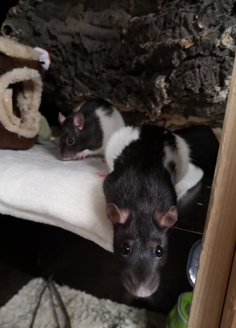 tier selb 0126 amelie