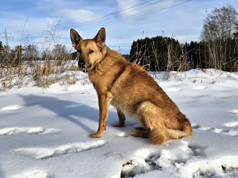 tier selb 0225 zira