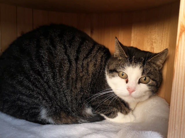 tier selb 0226 missy