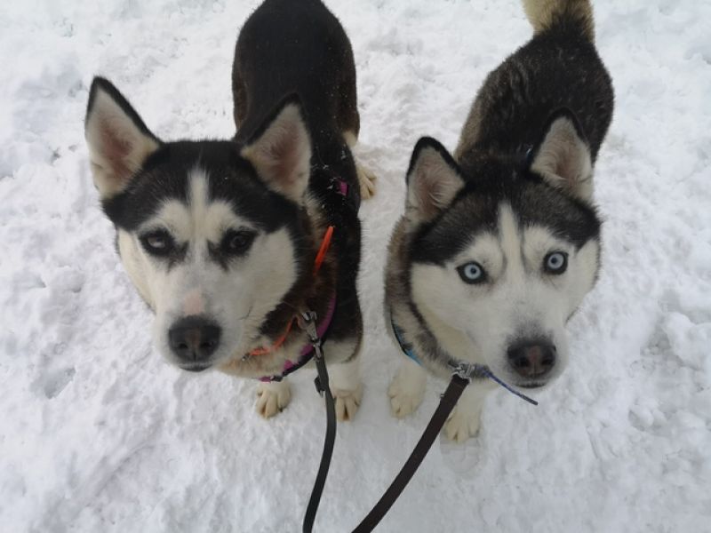 tier selb 0226 tamaska