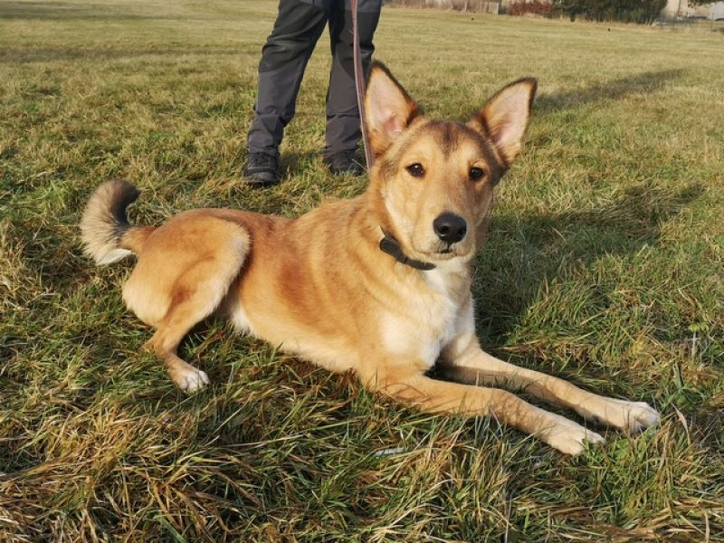 tier selb 0325 filou