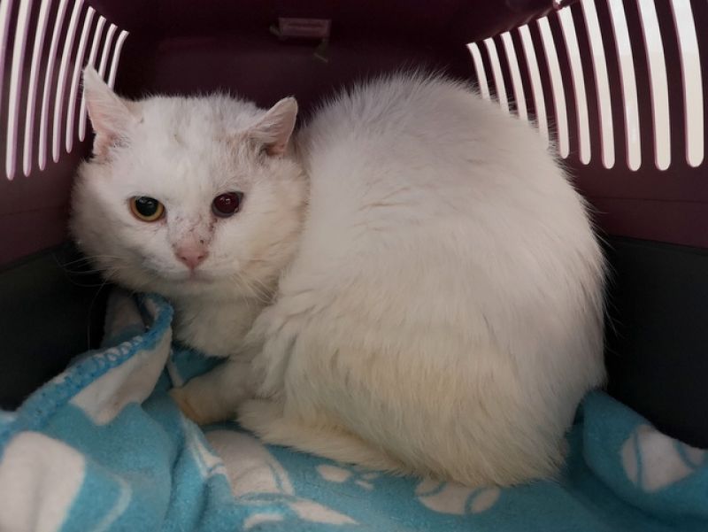 tier selb 0326 carag