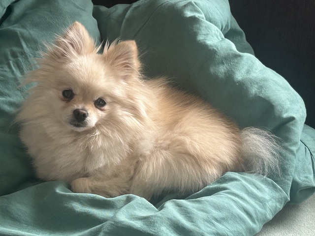 tier selb 0326 mausi