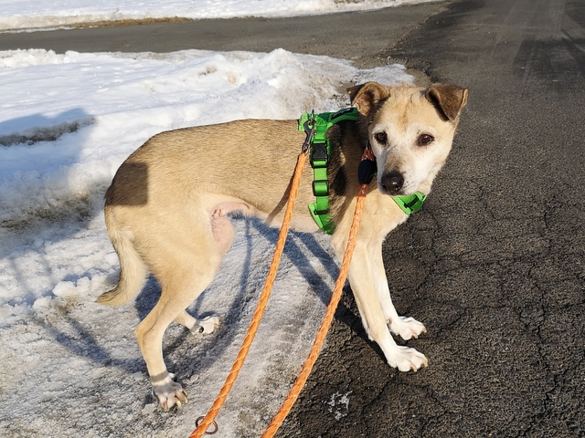 tier selb 0326 salsa