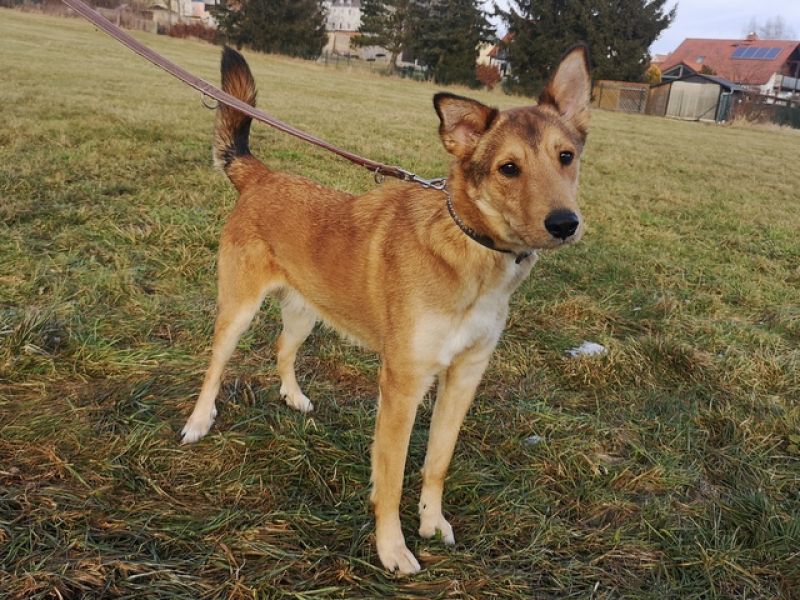tier selb 0525 filou