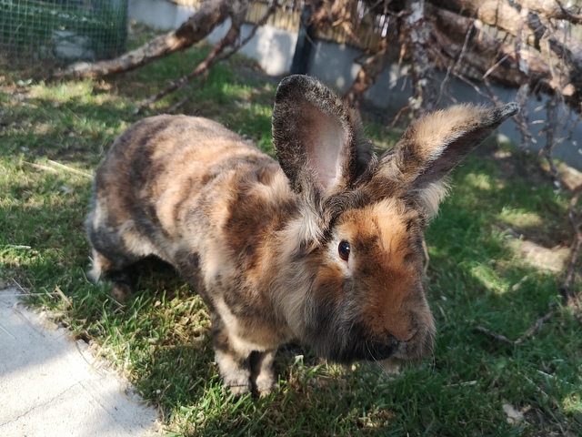 tier selb 0925 harvey