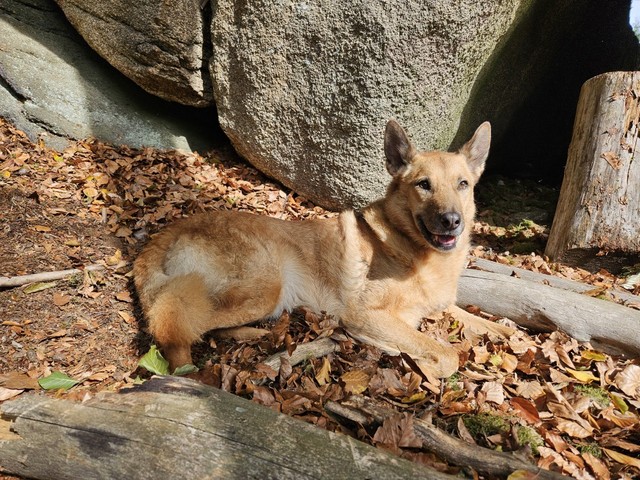 tier selb 0925 zira