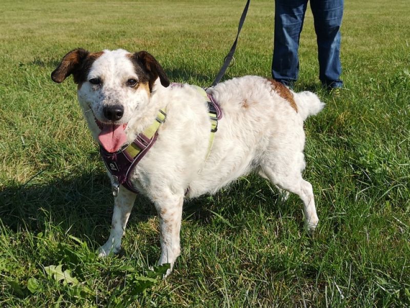 tier selb 1124 hund