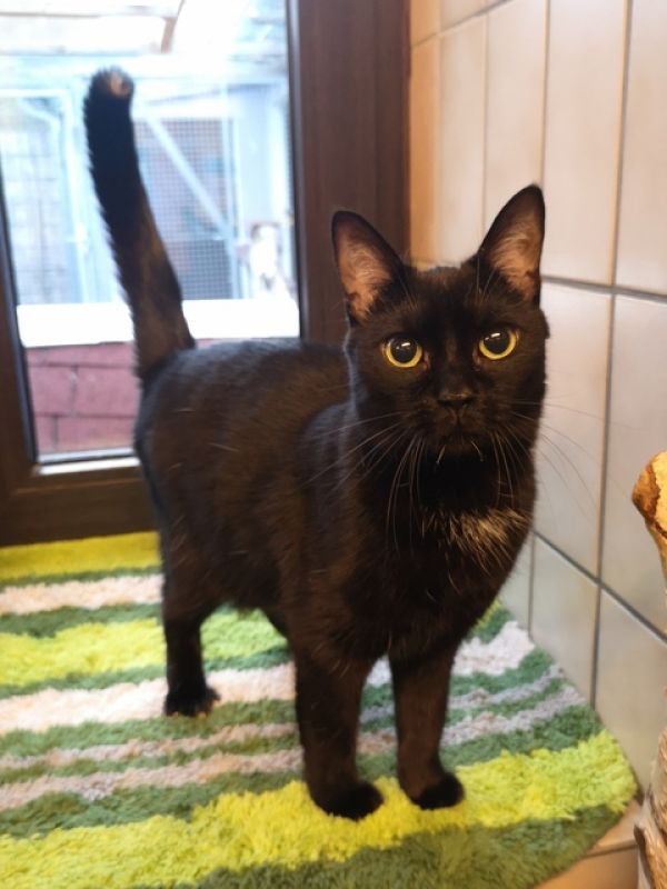tier selb 1124 katze