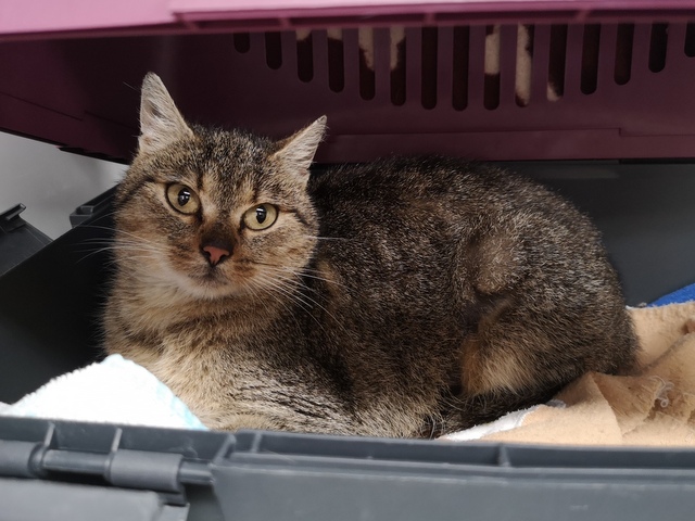 tier selb 1125 amber