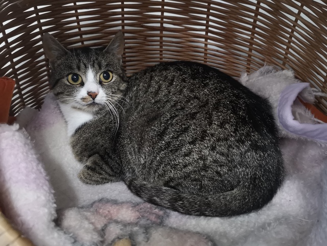 tier selb 1125 ashley