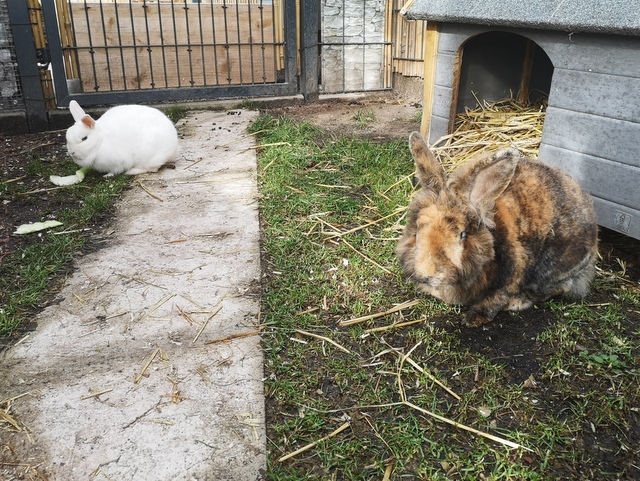 tier selb 1125 harvey