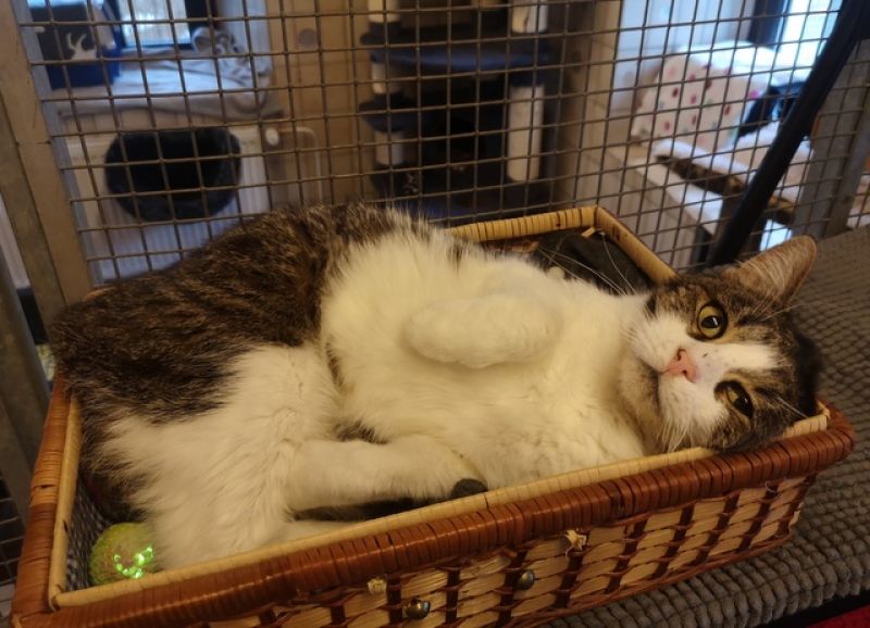 tier selb 1125 njouma