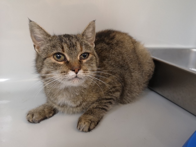 tier selb 1125 priya