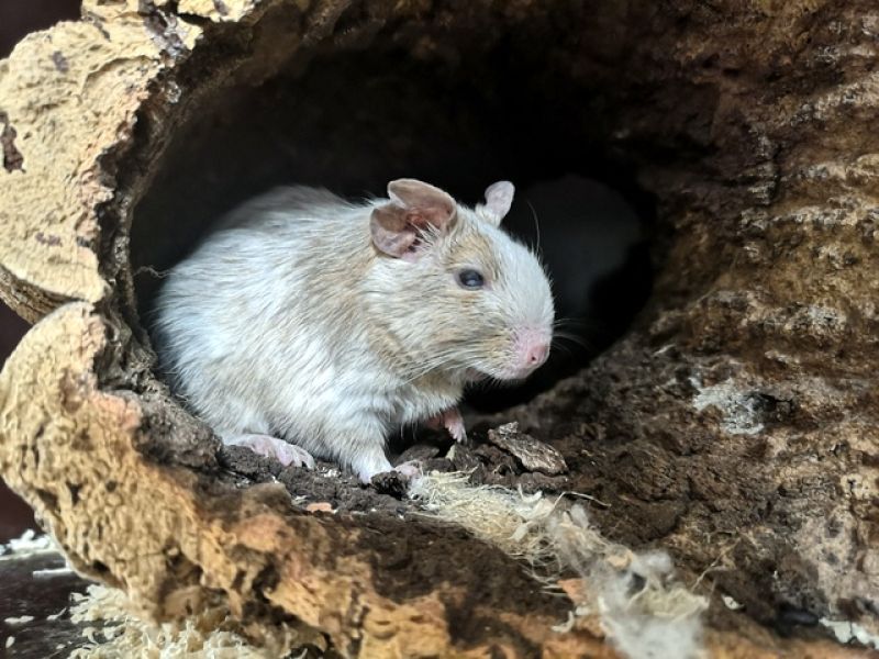 tier selb 1224 degus