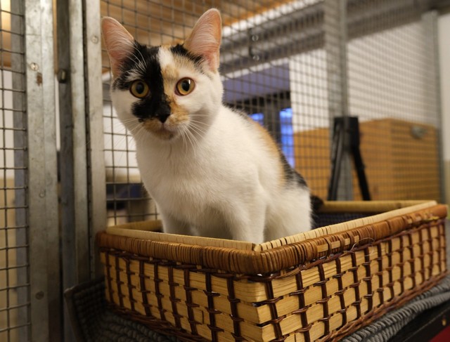 tier selb 1225 vicky