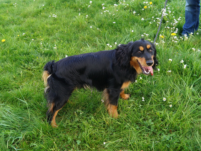 tier selb 0617 moju
