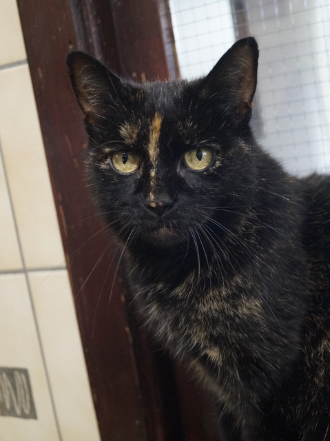 tierheim selb 0517 luzie