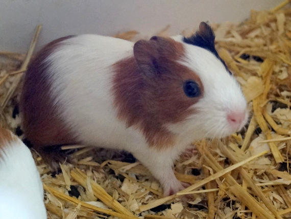tierheim selb 0517 meer