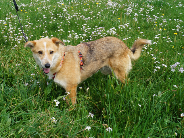 tierheim selb 0617 jette