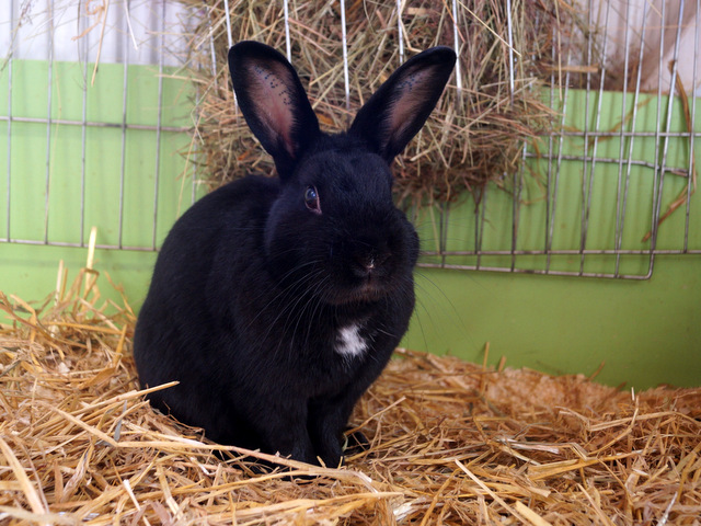tierheim selb 0617 popey