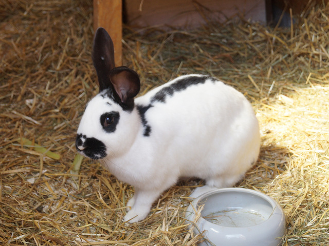 tier selb 0817 maggie