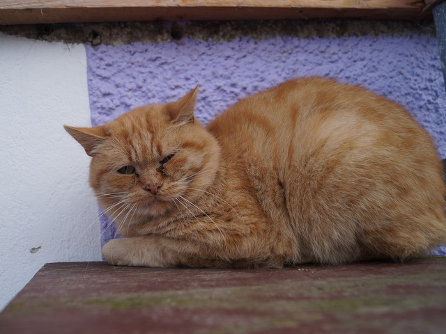 tier selb 0917 romeo