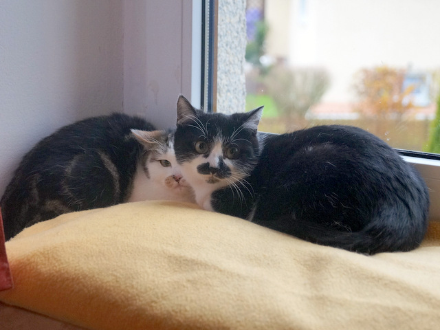 tier selb 1117 katzen