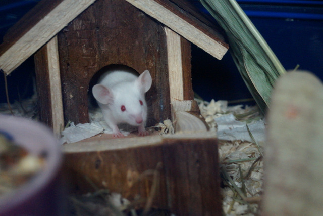 tier selb 0218 maus