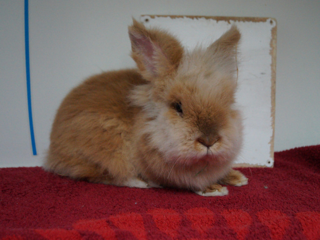 tier selb 0318 william