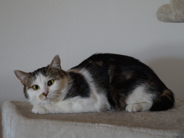 tier selb 0418 heidi